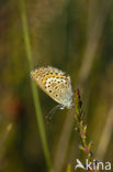 Heideblauwtje (Plebejus argus) 