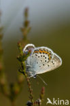 Heideblauwtje (Plebejus argus) 