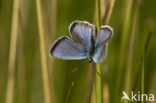 Heideblauwtje (Plebejus argus) 