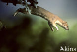 Stoat (Mustela erminea)