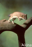 Stoat (Mustela erminea)