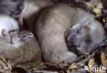 Stoat (Mustela erminea)