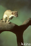 Stoat (Mustela erminea)