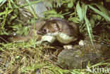 Stoat (Mustela erminea)