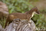 Stoat (Mustela erminea)