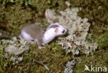 Stoat (Mustela erminea)