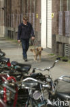 Hond (Canis domesticus)