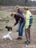 Hond (Canis domesticus)