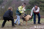 Hond (Canis domesticus)