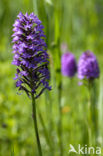 Pyramidal Orchid (Anacamptis pyramidalis)