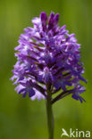 Pyramidal Orchid (Anacamptis pyramidalis)