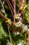 Hop Dodder (Cuscuta lupuliformis)