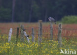 Wood Pigeon