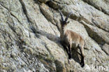 Spanish ibex (Capra pyrenaica)