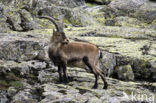 Iberische Steenbok (Capra pyrenaica)