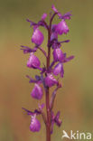 IJle Moerasorchis x Harlekijnorchis