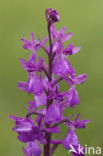 IJle Moerasorchis x Harlekijnorchis