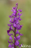 IJle Moerasorchis x Harlekijnorchis