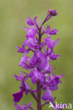 IJle Moerasorchis x Harlekijnorchis