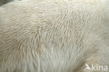 Polar bear (Ursus maritimus) 