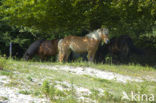 Icelandic Pony (Equus spp)