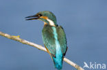 IJsvogel (Alcedo atthis)