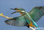 Kingfisher (Alcedo atthis)