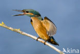 IJsvogel (Alcedo atthis)