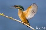 Kingfisher (Alcedo atthis)