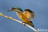 Kingfisher (Alcedo atthis)