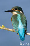 IJsvogel (Alcedo atthis)