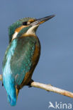 IJsvogel (Alcedo atthis)