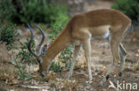 Impala (Aepyceros melampus)