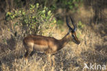 Impala (Aepyceros melampus)