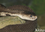 monocled cobra (Naja kaouthia)