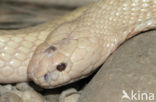 monocled cobra (Naja kaouthia)