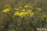 Jacobskruiskruid (Jacobaea vulgaris)