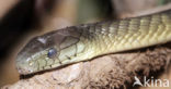 Jamesons Black-Tail Mamba (Dendroaspis jamesoni kaimosae)