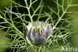 Love-in-a-mist (Nigella damascena)