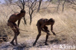 Kalahari desert