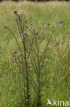 Kale jonker (Cirsium palustre)