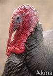 Wild Turkey (Meleagris gallopavo)
