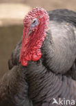Wild Turkey (Meleagris gallopavo)