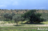 Camelthorn (Acacia erioloba)