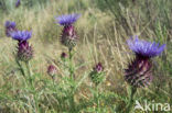 Kardoen (Cynara cardunculus)