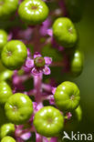 Pokeweed (Phytolacca)