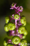 Karmozijnbes (Phytolacca)