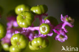 Pokeweed (Phytolacca)