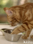 Cat (Felis domesticus