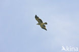 Keizerarend (Aquila heliaca) 